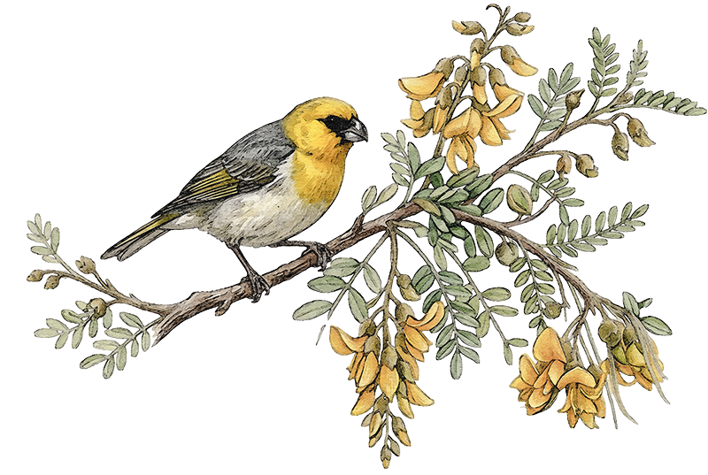 Floral motif